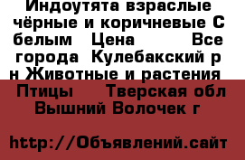 Индоутята взраслые чёрные и коричневые С белым › Цена ­ 450 - Все города, Кулебакский р-н Животные и растения » Птицы   . Тверская обл.,Вышний Волочек г.